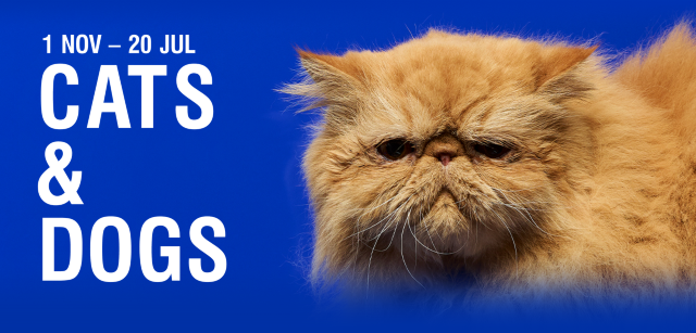 Cats & Dogs at The Ian Potter Centre: NGV Australia | The Ian Potter Centre: NGV Australia