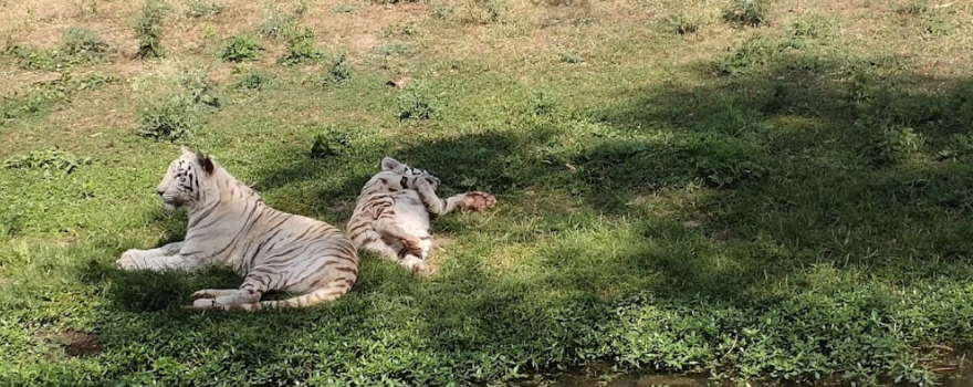 Maitri Bagh Zoo, bhilai, Chhattisgarh