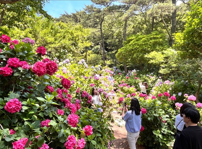 Hydrangea Cultural Festival | Busan
