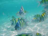 Island get away to Poda Island