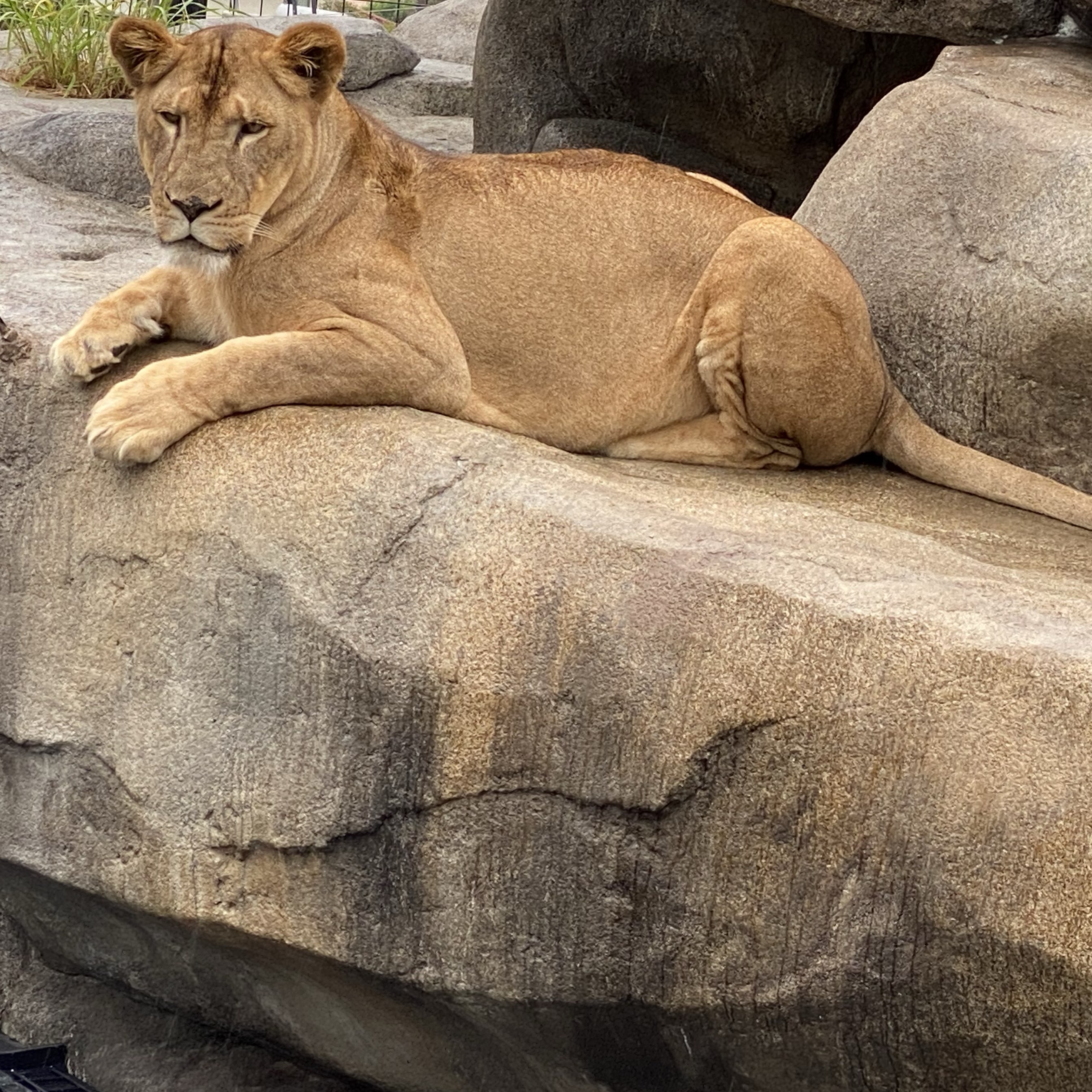 Okinawa Zoo & Museum travel guidebook must visit attractions in