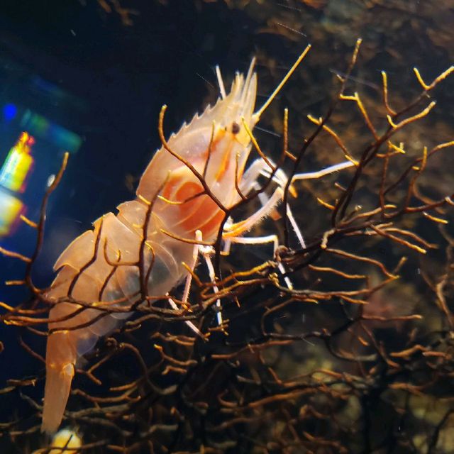 【沼津】沼津港深海魚水族館