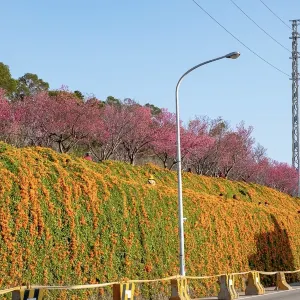 銅鑼炮仗花海公園