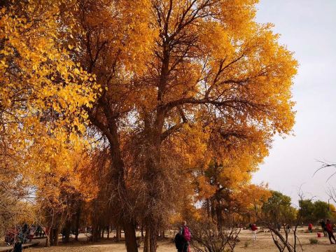 Holy Tree