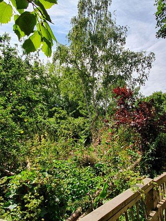 Russia Dock Woodland