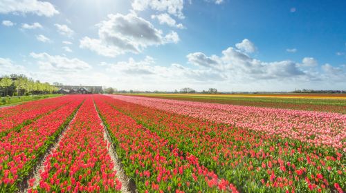 Dutch Flower Sea