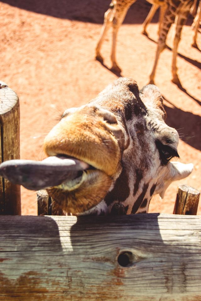 Zoo Lights in December: 9 Great Holiday Light Festivals
