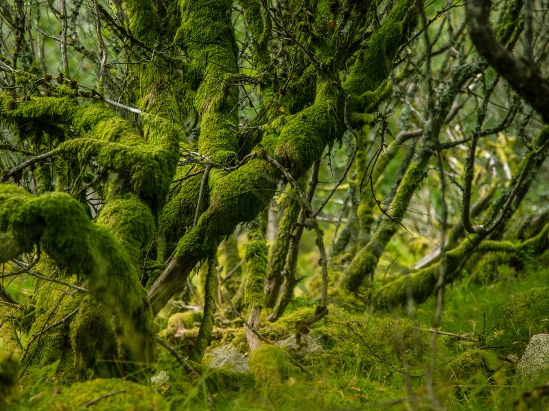 Taipingshan National Forest Recreation Area