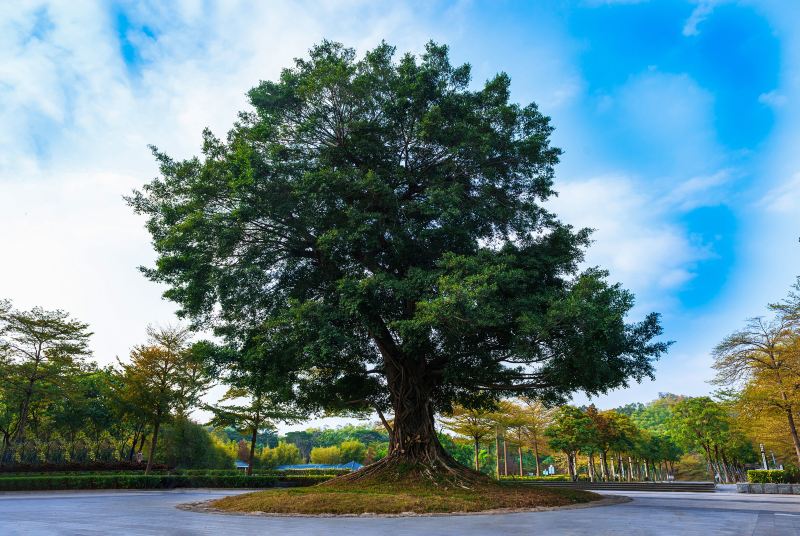 Songgang Park