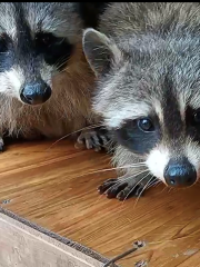 石峰動物園