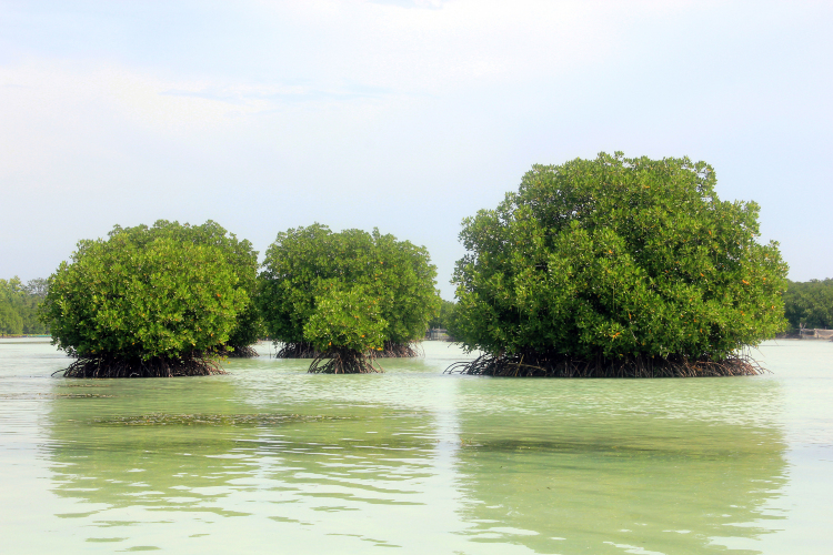 Mangrove Forest