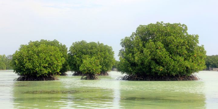 Wisata Alam Mangrove Pantai Indah Kapuk