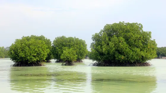 Wisata Alam Mangrove Pantai Indah Kapuk