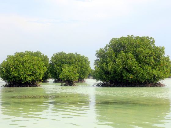 Mangrove Forest