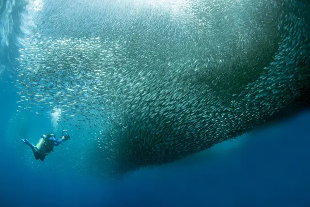Snorkeling or Scuba Diving in Cebu