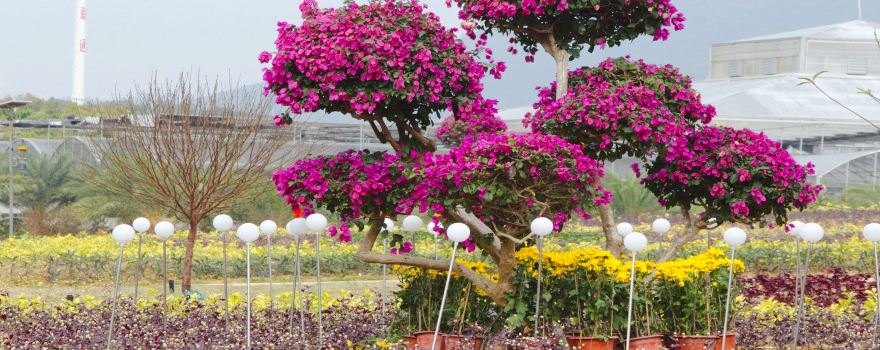 Guangken (Maoming) National Tropical Agriculture Park