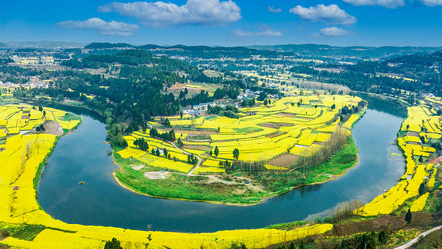 Rapeseed Flower Viewing in Deyang