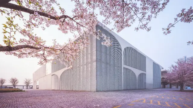 Shanghai Cherry Blossom Appreciation