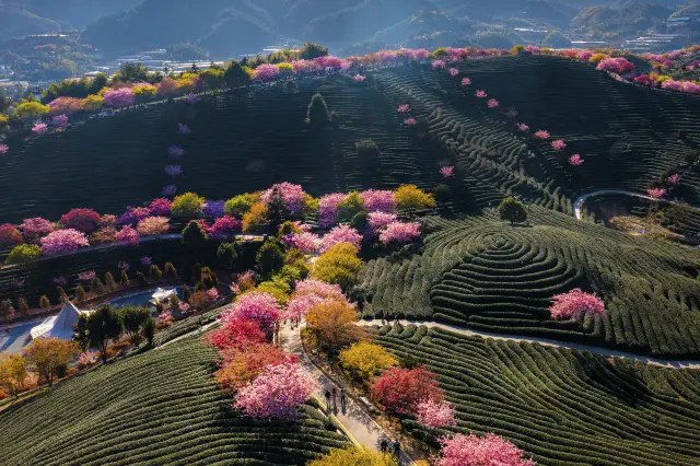 Cherry Blossom Viewing in Fujian