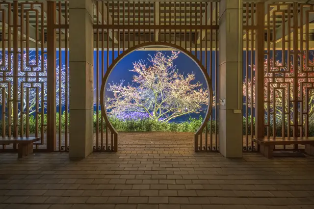 Cherry Blossom Viewing in Fujian