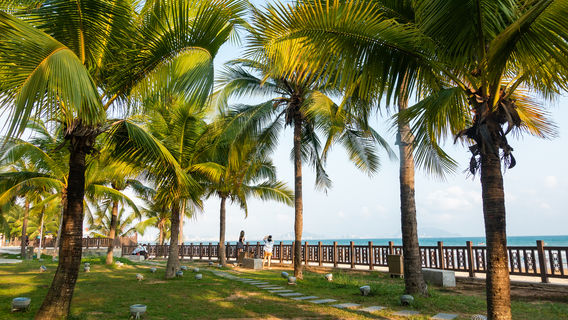 Coconut Dream Corridor