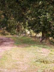 Shorne Woods Country Park