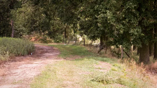 Shorne Woods Country Park