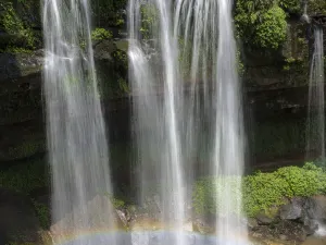 Southen Sichuan Bamboo Sea