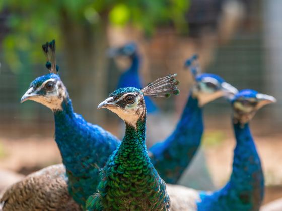 Zhengzhou Zoo - Animal Kingdom