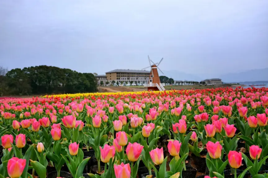 廬山西海花千谷