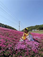 石燕湖芝櫻花海