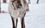 Ewenki Reindeer Park