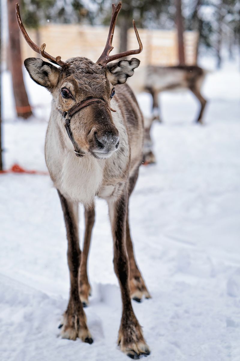 Ewenki Reindeer Park