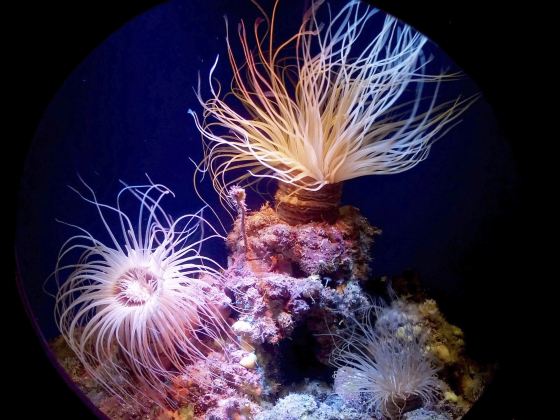 ロストチェンバー水族館