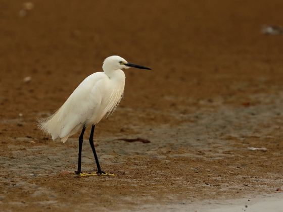 Baylands Nature Preserve