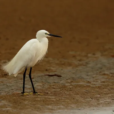 パロ・アルト⇒サンタアナ 飛行機