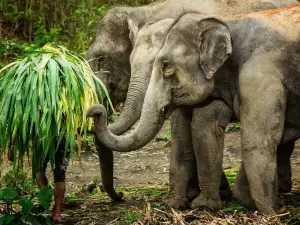 布吉叢林大象保護區半日遊【免費攝影服務/贈送傳統克倫服飾】
