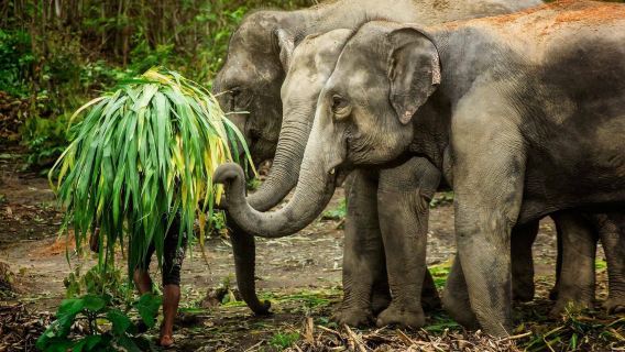 Phuket EJS Elephant Jungle Sanctuary: Elephant Feeding|Elephant bathing and care
