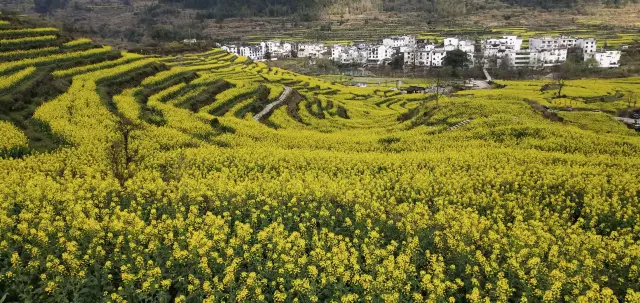 Terraced Fields Viewing in Wuyuan