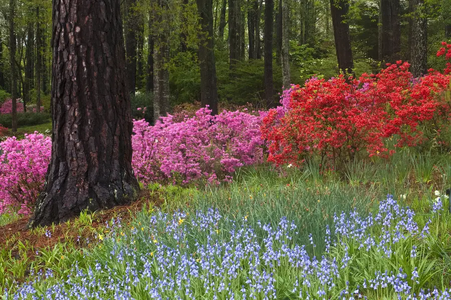 Callaway Gardens