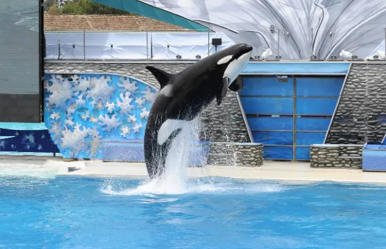 聖地亞哥海洋世界(任意時間)門票大小同價