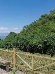 Wild-Walnut Forest Nature Reserve