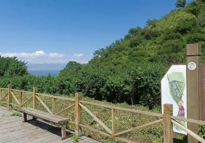 Wild-Walnut Forest Nature Reserve