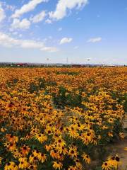 Meling Flower Sea