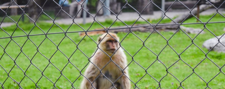 Raritatenzoo Ebbs
