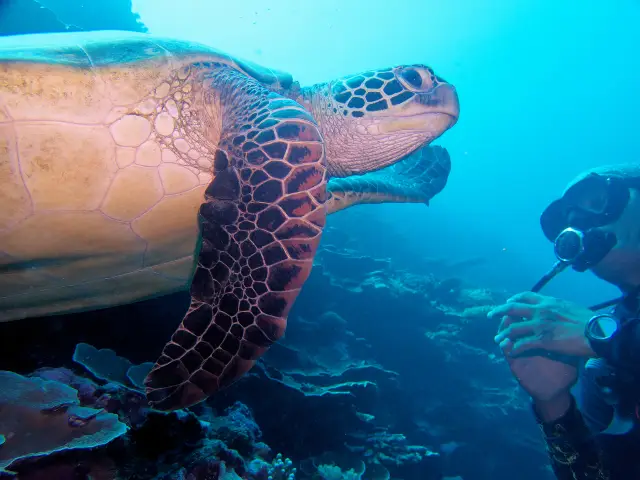 Scuba Diving in Tahiti