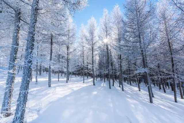Rime Ice Viewing in Inner Mongolia