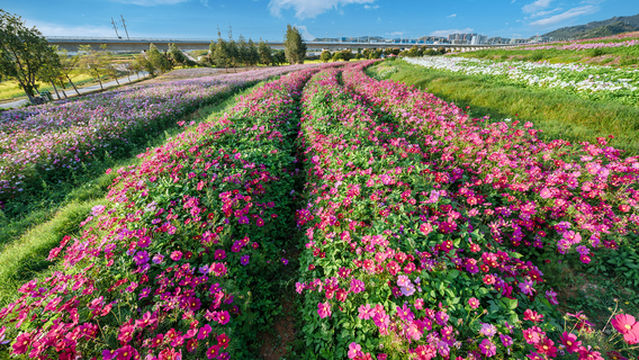 Gesang Flower Viewing in Shenzhen