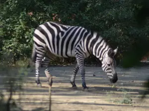 Sri Chamarajendra Zoological Gardens (Mysuru Zoo)