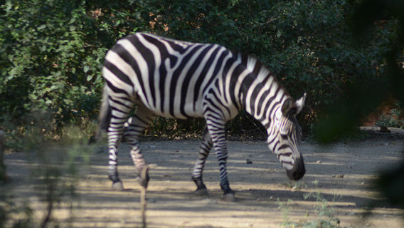 Sri Chamarajendra Zoological Gardens (Mysuru Zoo)